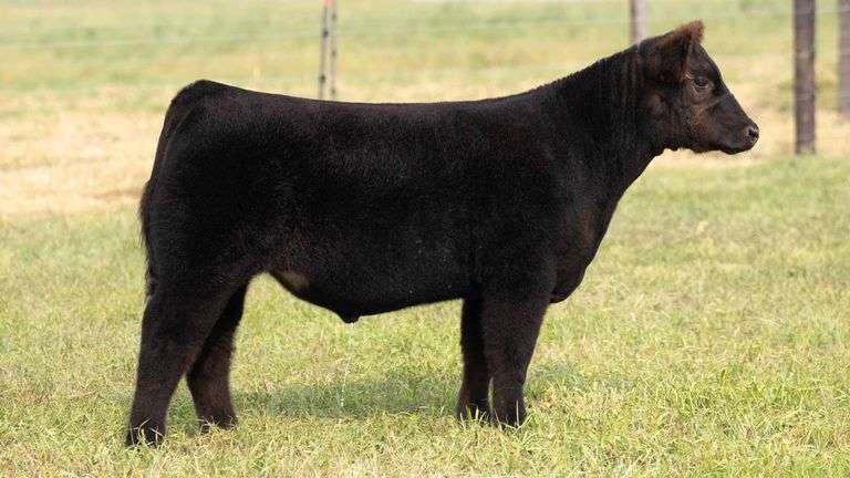 TAG 14 STEER
