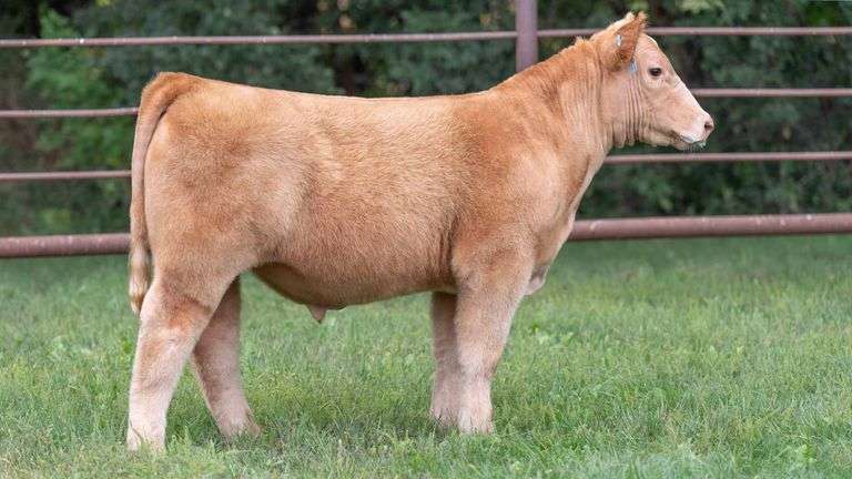 TAG 823 STEER