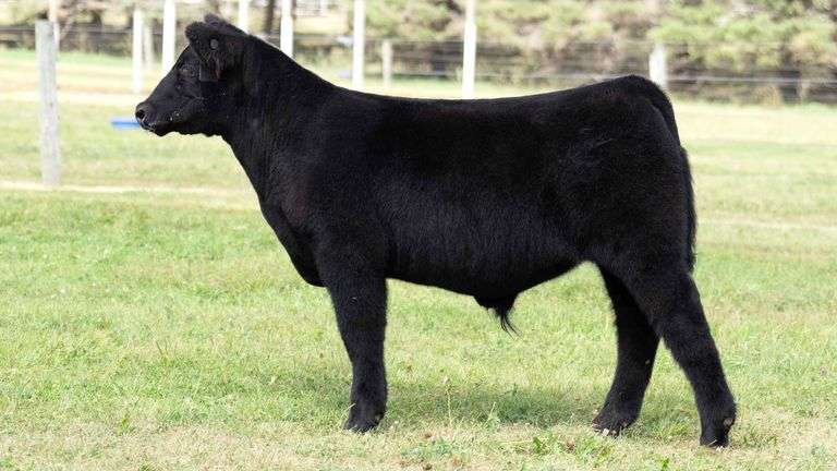 TAG 34 STEER
