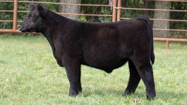 TAG 817 STEER