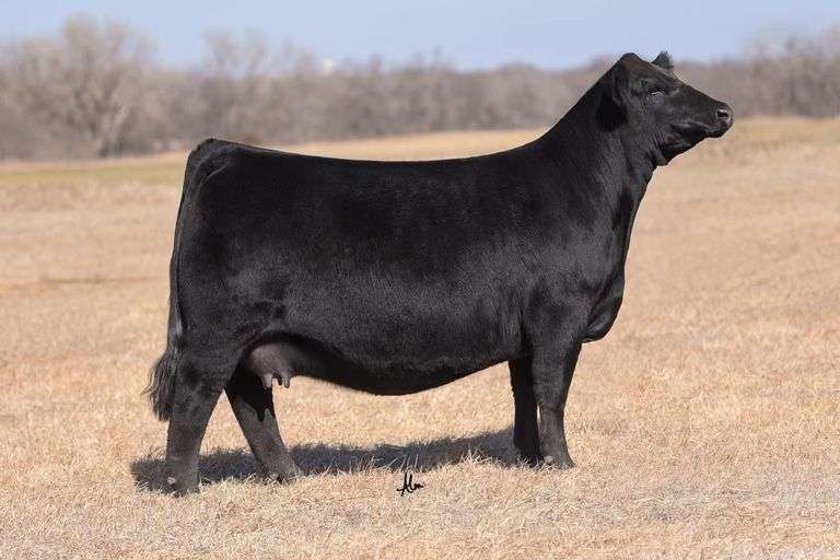 1D X BERWICK EMBRYOS