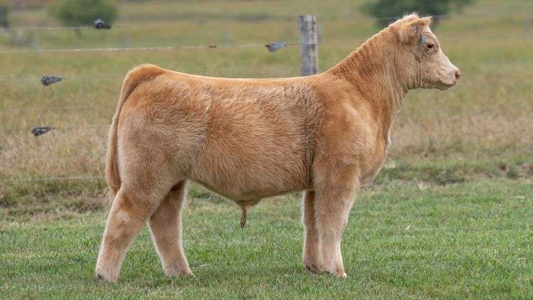 TAG 323 STEER