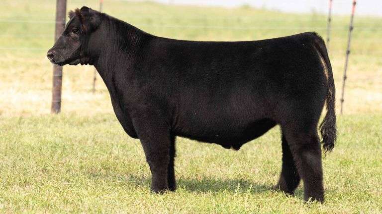 TAG 16 STEER