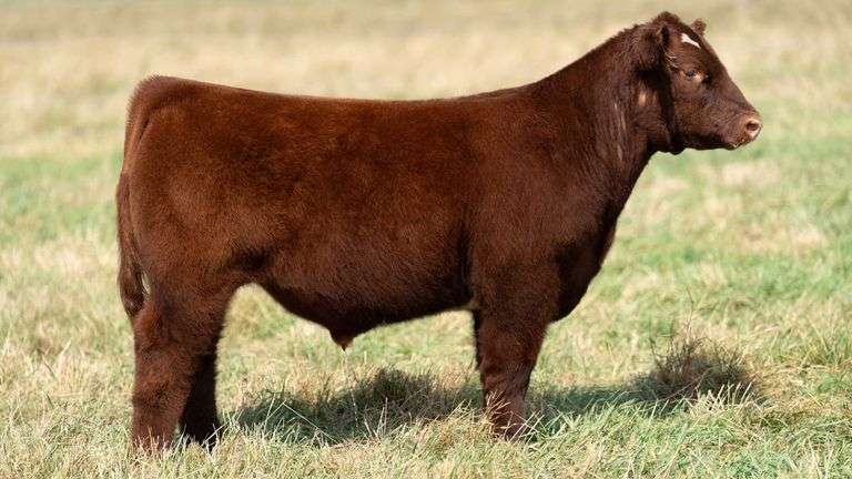 TAG 34 STEER