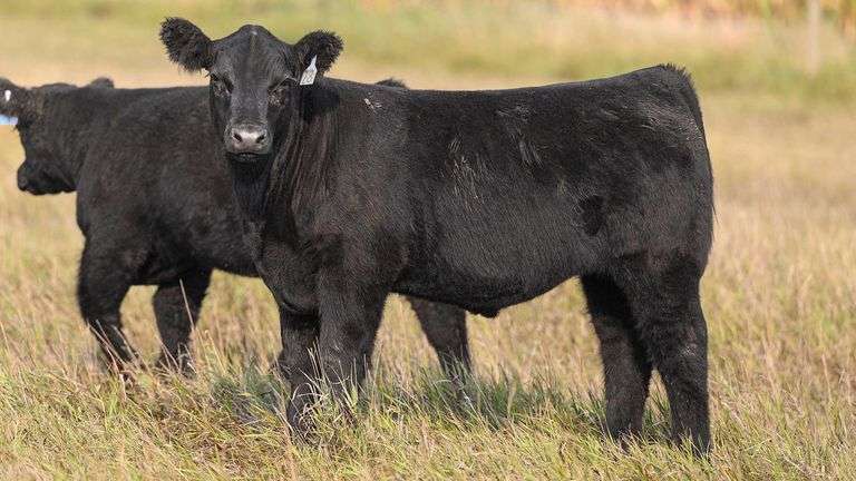 TAG 78 STEER