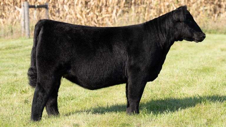 TAG 112 MAINETAINER HEIFER