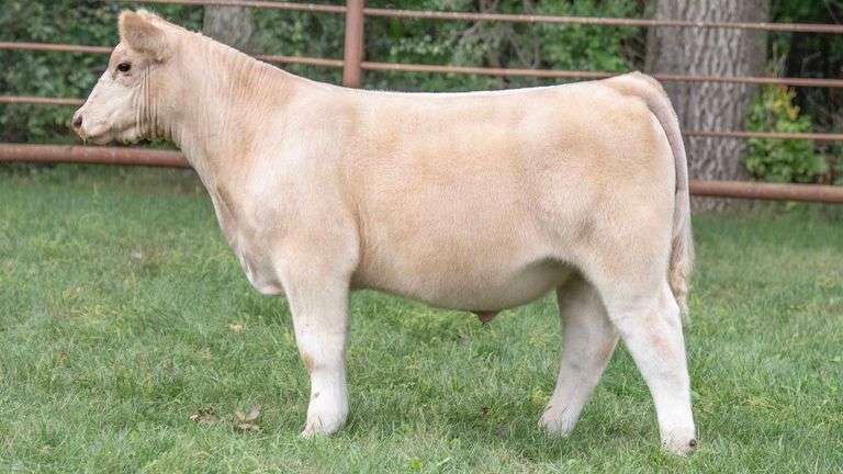 TAG 852 STEER