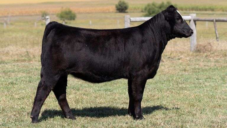 TAG 851 HEIFER