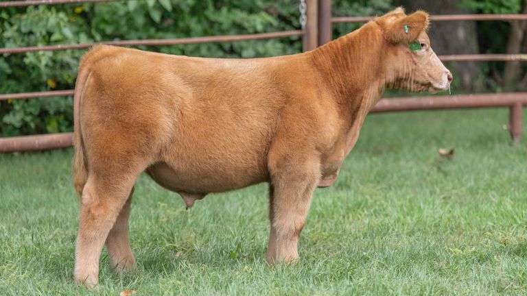 TAG 1711 STEER
