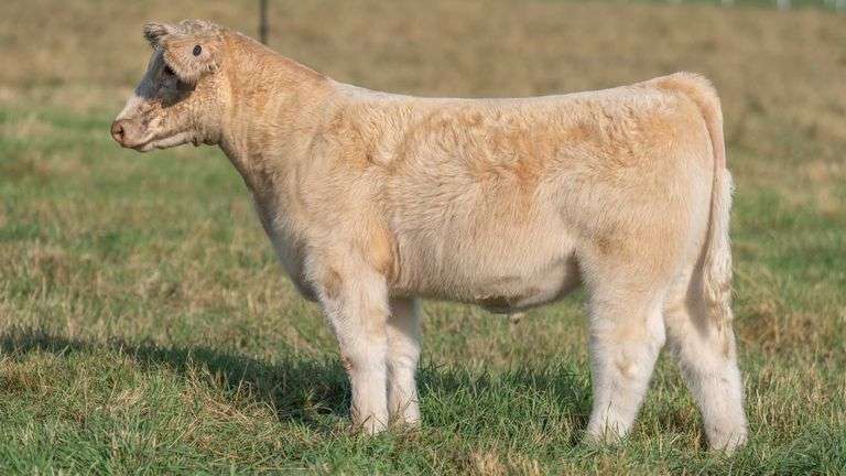 TAG 39 STEER