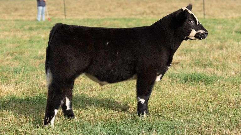 TAG 14 STEER