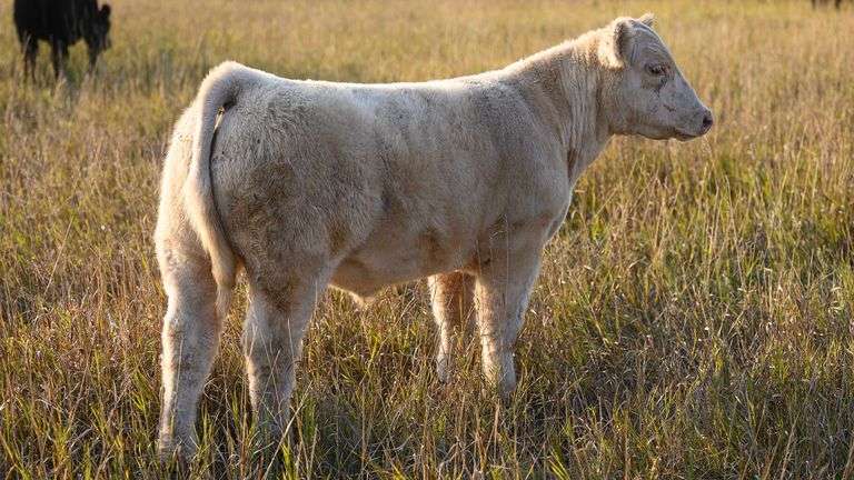 TAG 84 STEER