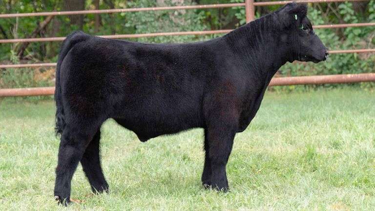 TAG 767 STEER