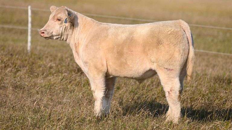 TAG 54 STEER