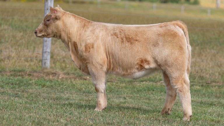 TAG 590 HEIFER