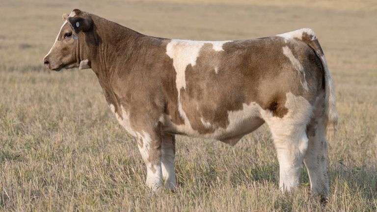 TAG 63 STEER