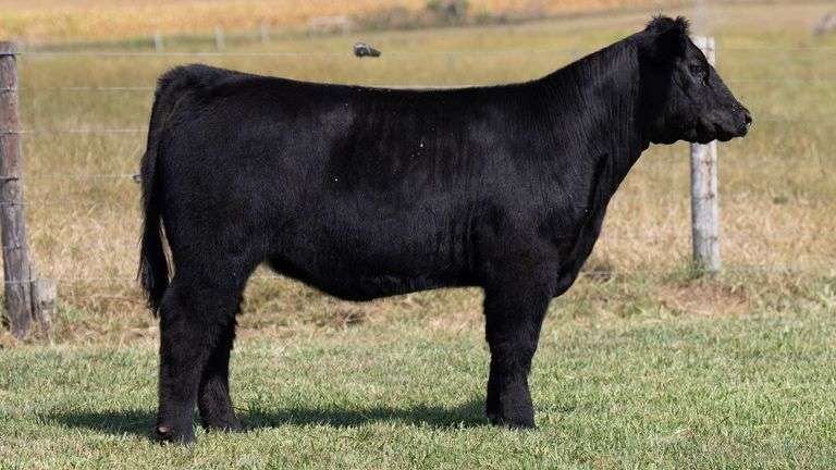 TAG 923 HEIFER