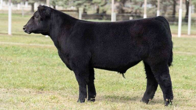 TAG 37 STEER