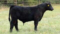 TAG Y45 STEER