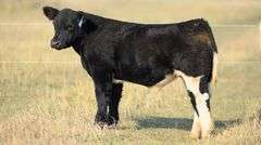 TAG 88 STEER