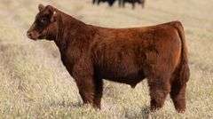 TAG 49 STEER