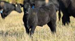TAG 81 STEER