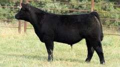 TAG B44 STEER