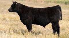 TAG 67 STEER