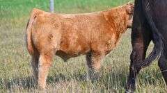 TAG 77 STEER
