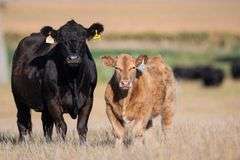 TAG 77 STEER