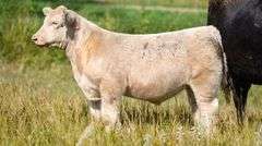 TAG 56 STEER