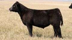 TAG 54 STEER