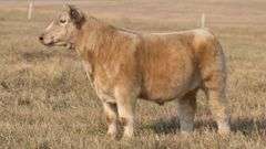 TAG 66 STEER