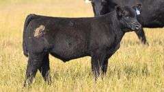 TAG 49 STEER