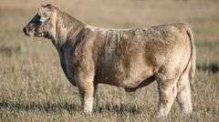 TAG 57 STEER