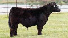 TAG 23 STEER