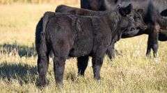 TAG 86 STEER