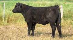 TAG 81 STEER