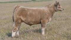 TAG 55 STEER