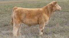 TAG 50 STEER