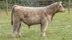 TAG 228 STEER