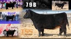 TAG 56 STEER