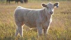 TAG 84 STEER