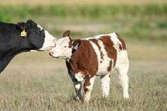 TAG 85 STEER