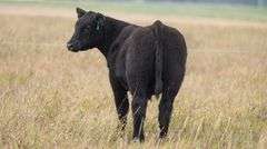 TAG 89 STEER