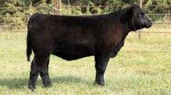 TAG 181 HEIFER