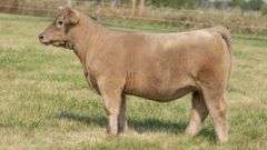 TAG 115 HEIFER