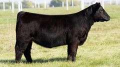 TAG 109 MAINETAINER / LOW SIMMY HEIFER