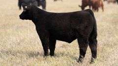 TAG 60 STEER
