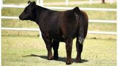 TAG NO TAG HEIFER - SteerBidder